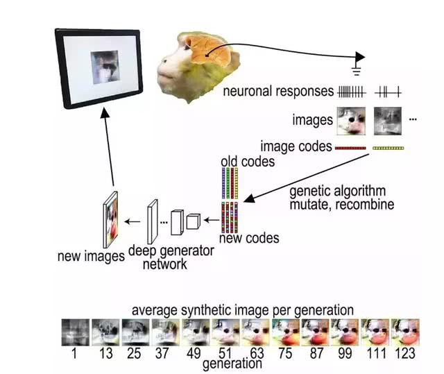 vkt：用图像控制猴子大脑，哈佛大学是如何用算法“造梦”的？-区块链315
