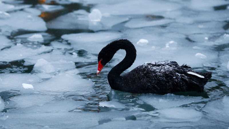 年终回顾：2022年加密市场六大黑天鹅-iNFTnews